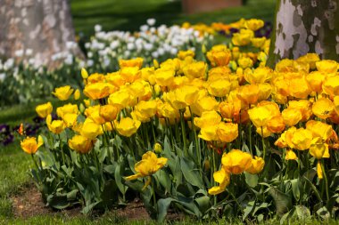 İstanbul 'un Sariyer ilçesinde yer alan tarihi kent parkı Emirgan Parkı' nda düzenlenen lale Festivali. Emirgan Parkı 'nın renkli lalelerini görüyor.
