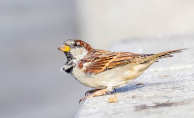 Arka planda serçe kuşu, kapat