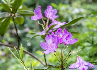 Arka planda güzel mor çiçekler, yakın plan.