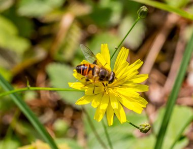 Arka planda güzel bir çiçek ve arı var.