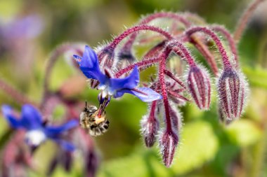 arka plan, üzerine güzel çiçekler yakın çekim