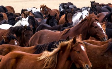 Atlar Sürü Koş Kayseri (Yilki Atlari) Yilki Atlari