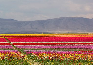 Renkli lale bahçeleri
