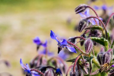 arka plan, üzerine güzel çiçekler yakın çekim