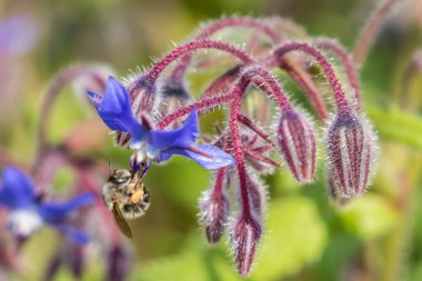 arka plan, üzerine güzel çiçekler yakın çekim