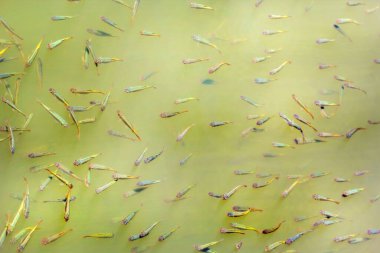 Şanlıurfa 'nın İbrahim Havuzu' nda Koi sazan balığı korunur ve kutsal kabul edilir.