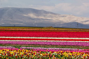 Renkli lale bahçeleri