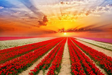 Renkli lale bahçeleri