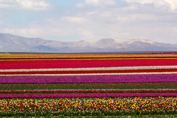 Colorido Tulipas Campos Jardim — Fotografia de Stock