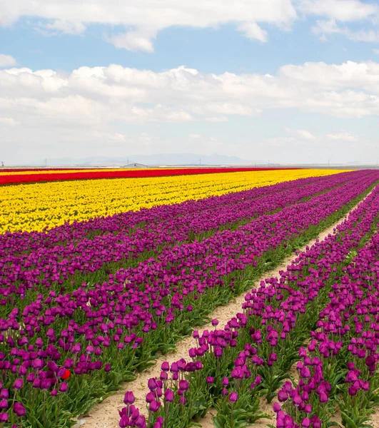 Colorful Tulips Fields Garden — Stock Photo, Image