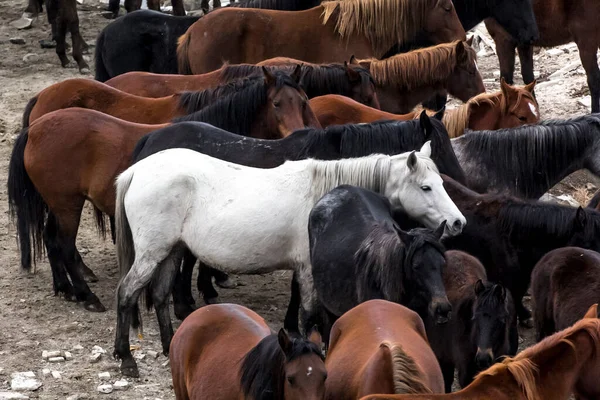 Horses Herd Run Kayseri Yilki Atlari Yilki Horses — стокове фото