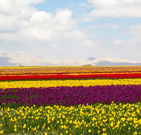 Colorido Tulipas Campos Jardim — Fotografia de Stock