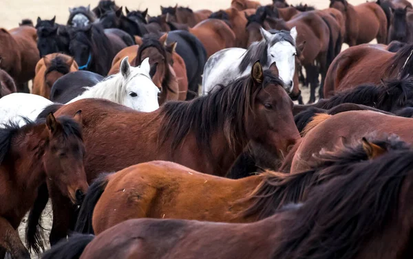 Horses Herd Run Kayseri Yilki Atlari Yilki Horses — стокове фото