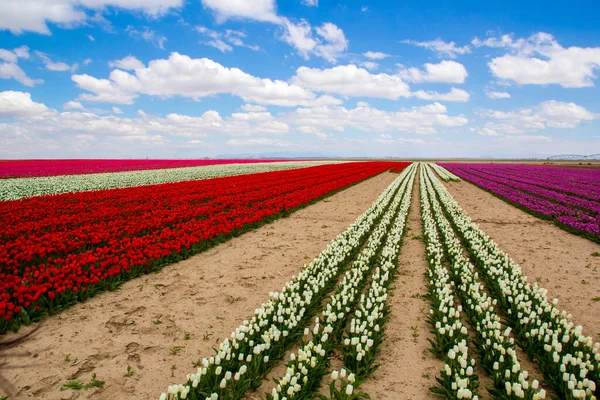 Barevné Tulipány Pole Zahrada — Stock fotografie