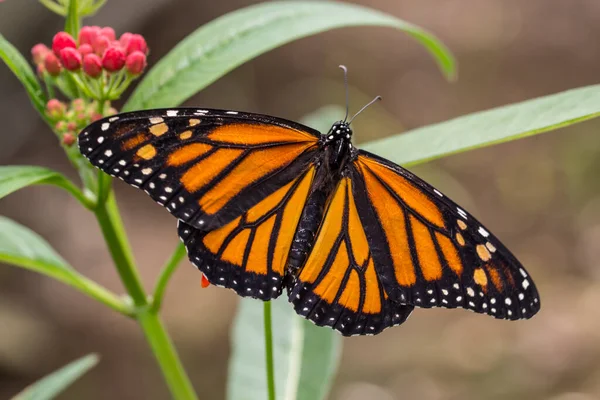 Schöne Bunte Schmetterling Auf Hintergrund — Stockfoto