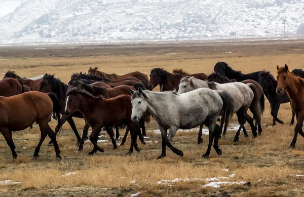 Cavalos Herd Run Kayseri Yilki Atlari Yilki Cavalos — Fotografia de Stock