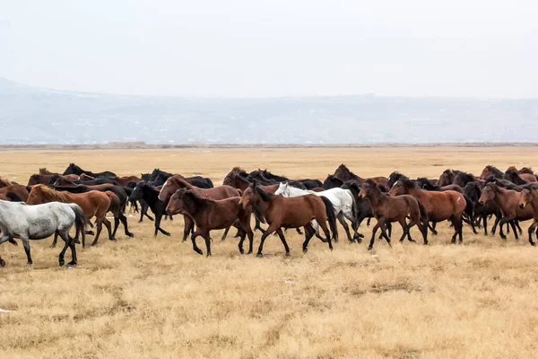 Cavalos Herd Run Kayseri Yilki Atlari Yilki Cavalos — Fotografia de Stock