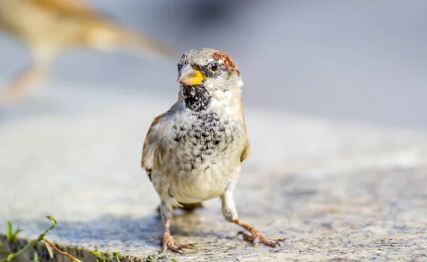 Sparrow bird on background, close up