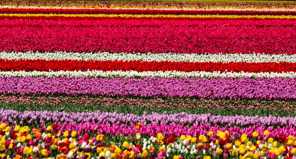 Colorati Campi Tulipani Giardino — Foto Stock