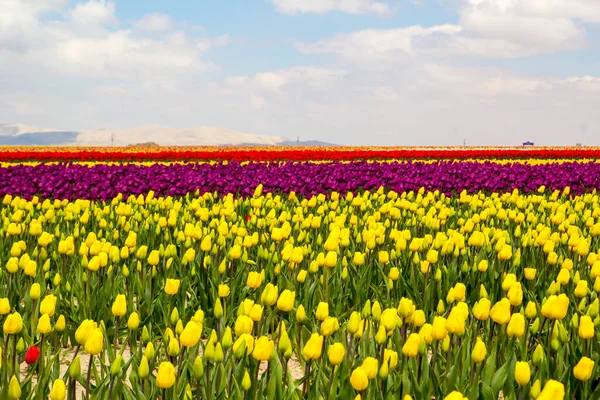 Bunte Tulpenfelder Garten — Stockfoto