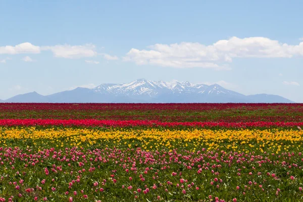 Colorido Tulipas Campos Jardim — Fotografia de Stock