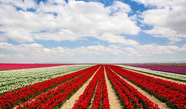 Barevné Tulipány Pole Zahrada — Stock fotografie