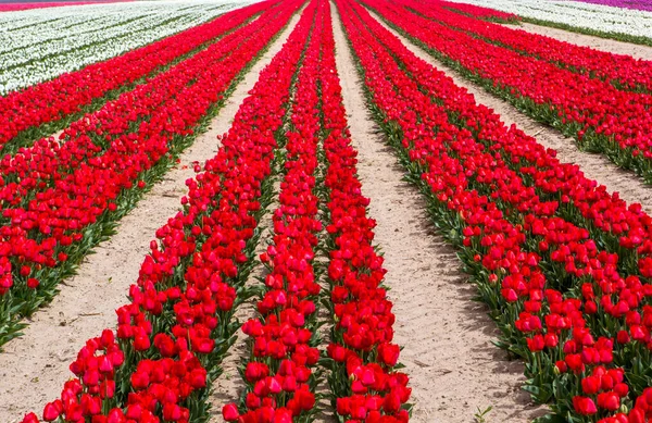 Kleurrijke Tulpenvelden Tuin — Stockfoto