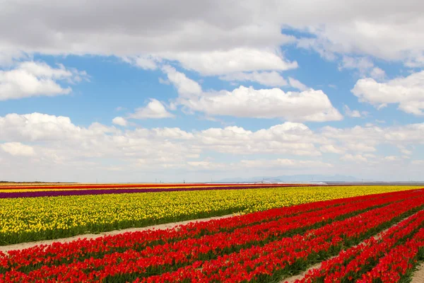 Colorido Tulipas Campos Jardim — Fotografia de Stock