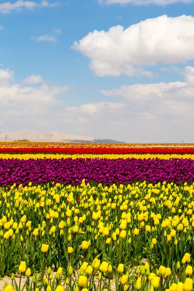 Colorful Tulips Fields Garden — Stock Photo, Image