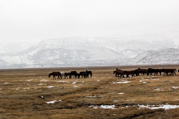 stock image Horses Herd Run Kayseri (Yilki Atlari) Yilki Horses