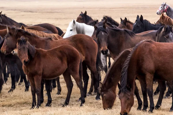 Horses Herd Run Kayseri Yilki Atlari Yilki Horses — стокове фото