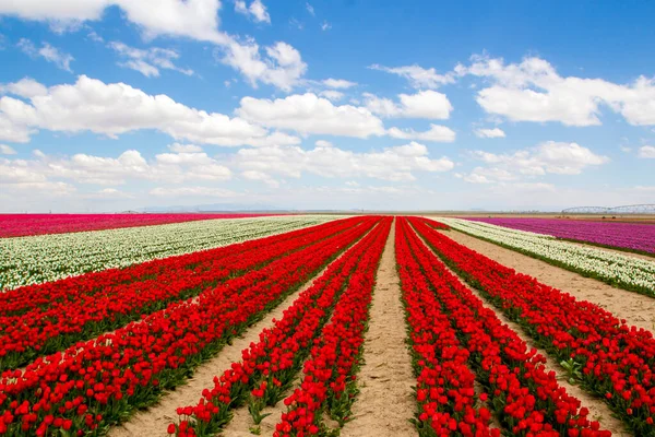 Colorful Tulips Fields Garden — Stock Photo, Image