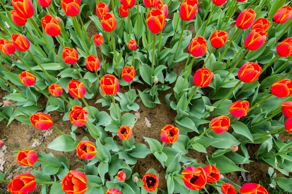 Tulpenfest Emirgan Park Einem Historischen Stadtpark Istanbuler Stadtteil Sariyer Bunte — Stockfoto