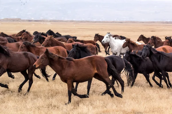 Horses Herd Run Kayseri Yilki Atlari Yilki Horses — стокове фото