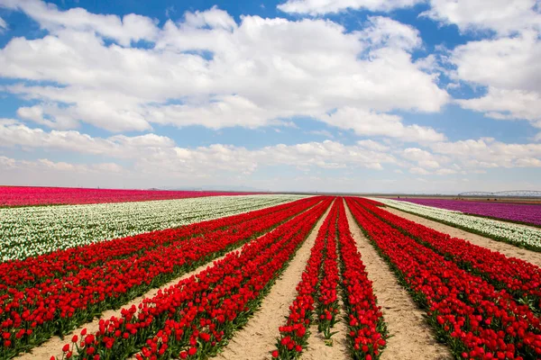 Coloridos Tulipanes Campos Jardín — Foto de Stock