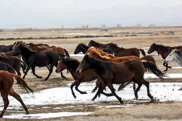 Horses Herd Run Kayseri Yilki Atlari Yilki Horses — стокове фото
