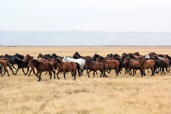 Horses Herd Run Kayseri Yilki Atlari Yilki Horses — стокове фото