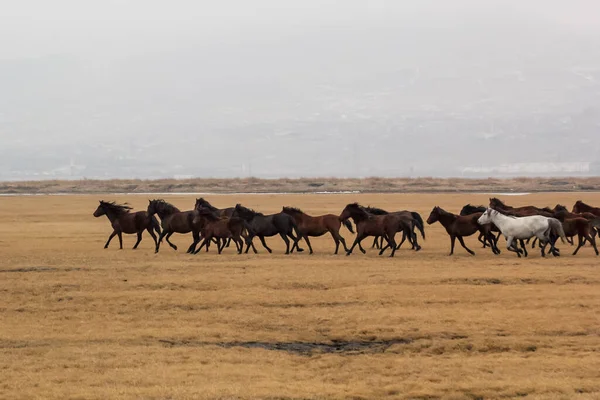 Kayseri Yilki Atlari Yilki Horses — стоковое фото