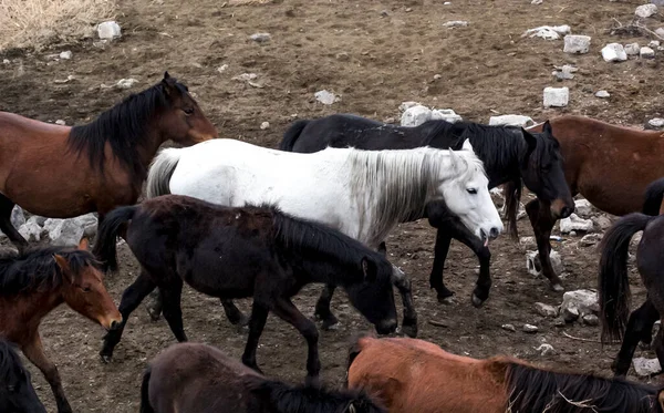 Horses Herd Run Kayseri Yilki Atlari Yilki Horses — стокове фото