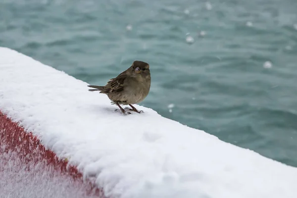 Sperling Vogel Auf Winterlichem Hintergrund — Stockfoto