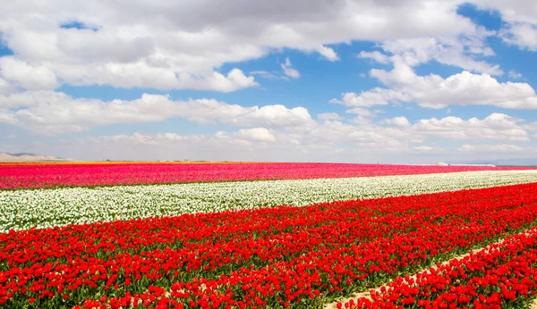 Colorido Tulipas Campos Jardim — Fotografia de Stock