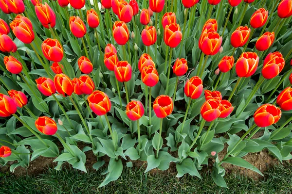 Tulpenfest Emirgan Park Einem Historischen Stadtpark Istanbuler Stadtteil Sariyer Bunte — Stockfoto