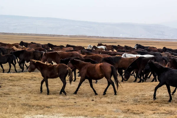 馬の群れ実行Kayseri Yilki Atlari Yilki馬 — ストック写真