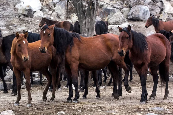 Paarden Herd Run Kayseri Yilki Atlari Yilki Paarden — Stockfoto