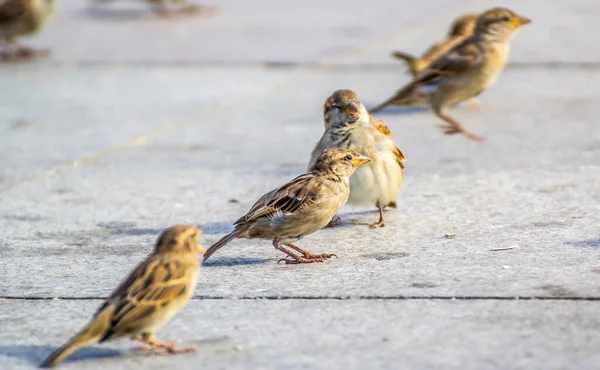 Sparrow Birds Background Close — Stock Photo, Image