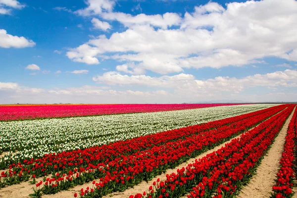 Barevné Tulipány Pole Zahrada — Stock fotografie