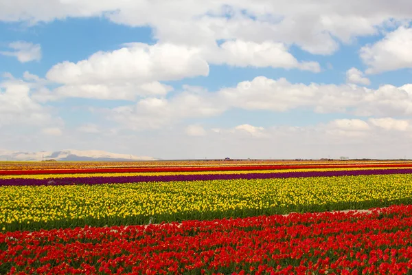 Colorful Tulips Fields Garden — Stock Photo, Image
