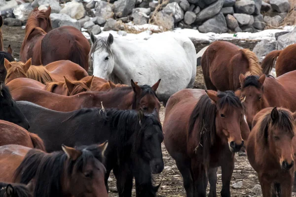 horses running, black, white and brown horses, Horse Herd Run Kayseri (Yilki Atlari) Yilki Horses