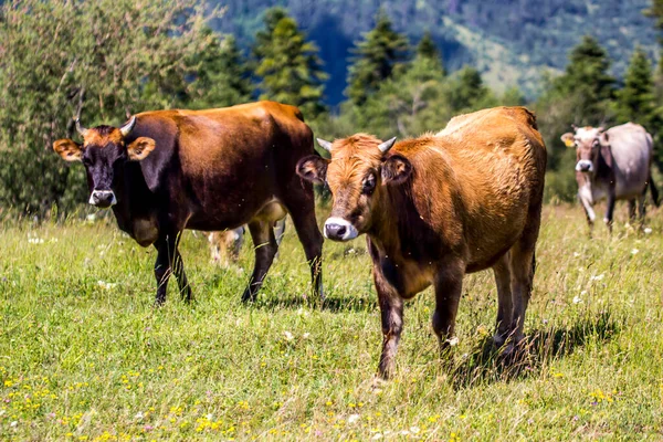 犠牲祭 カルバン バヤム牛は丘の上で放牧されています — ストック写真