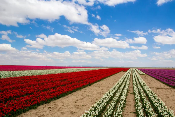 Coloridos Tulipanes Campos Jardín — Foto de Stock